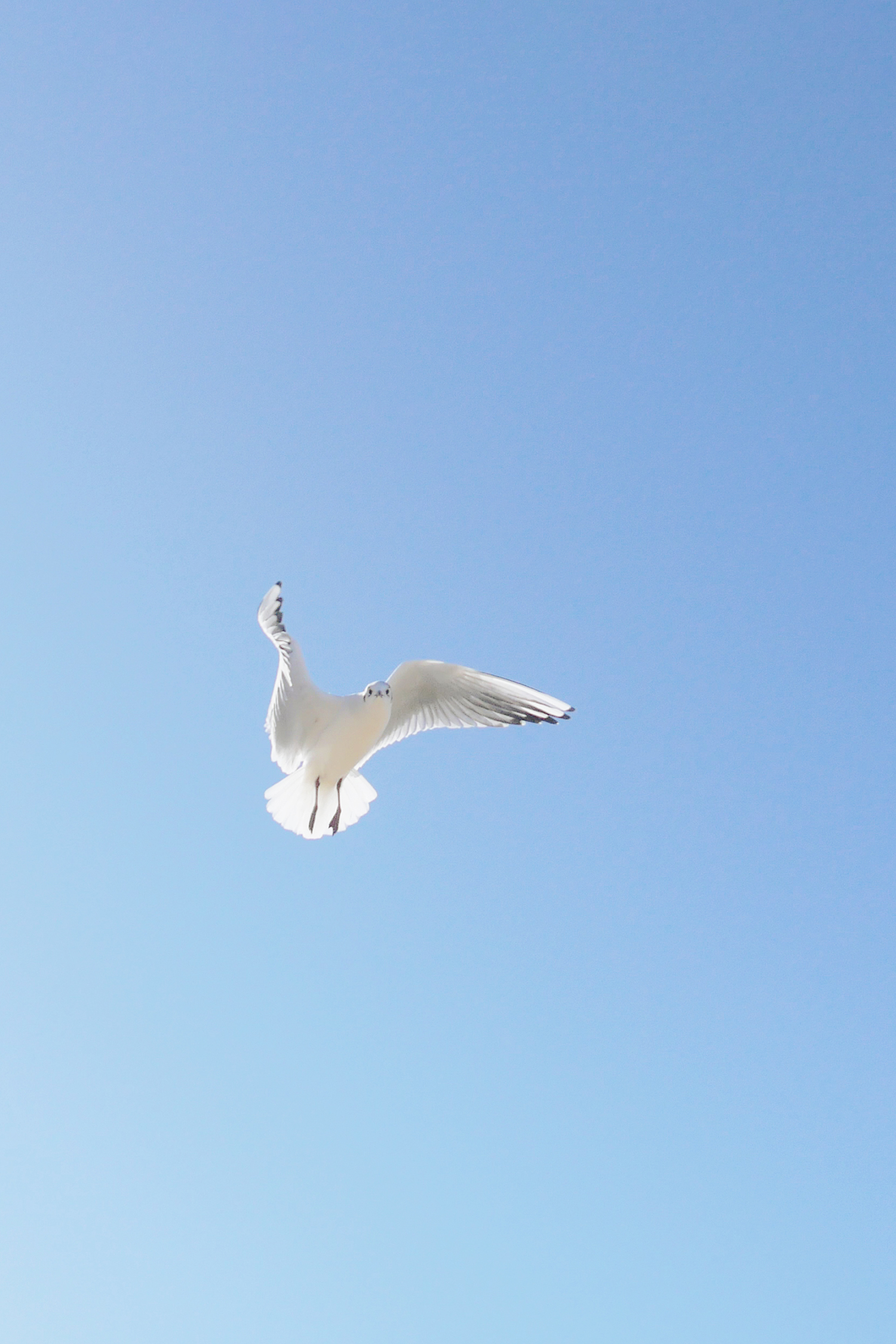 Photo of a seagull