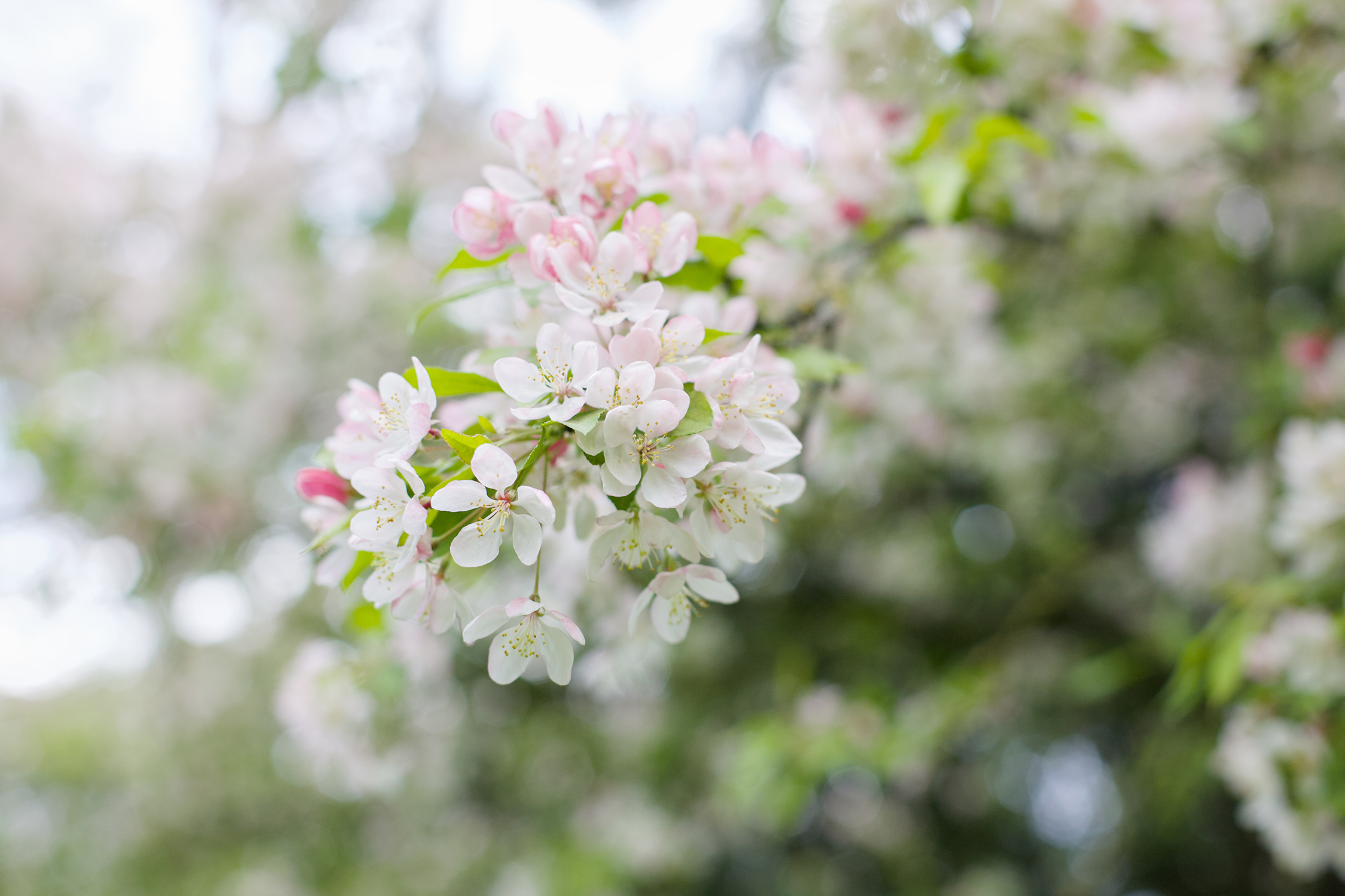 Blossom