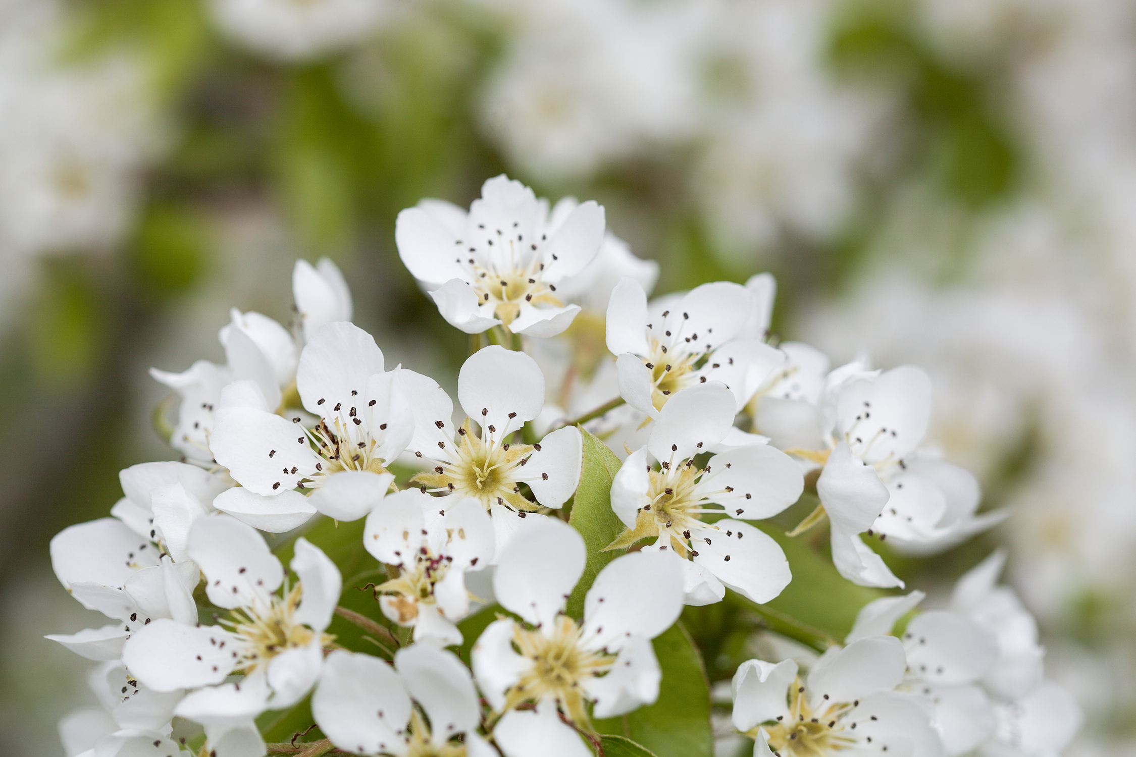 Blossom
