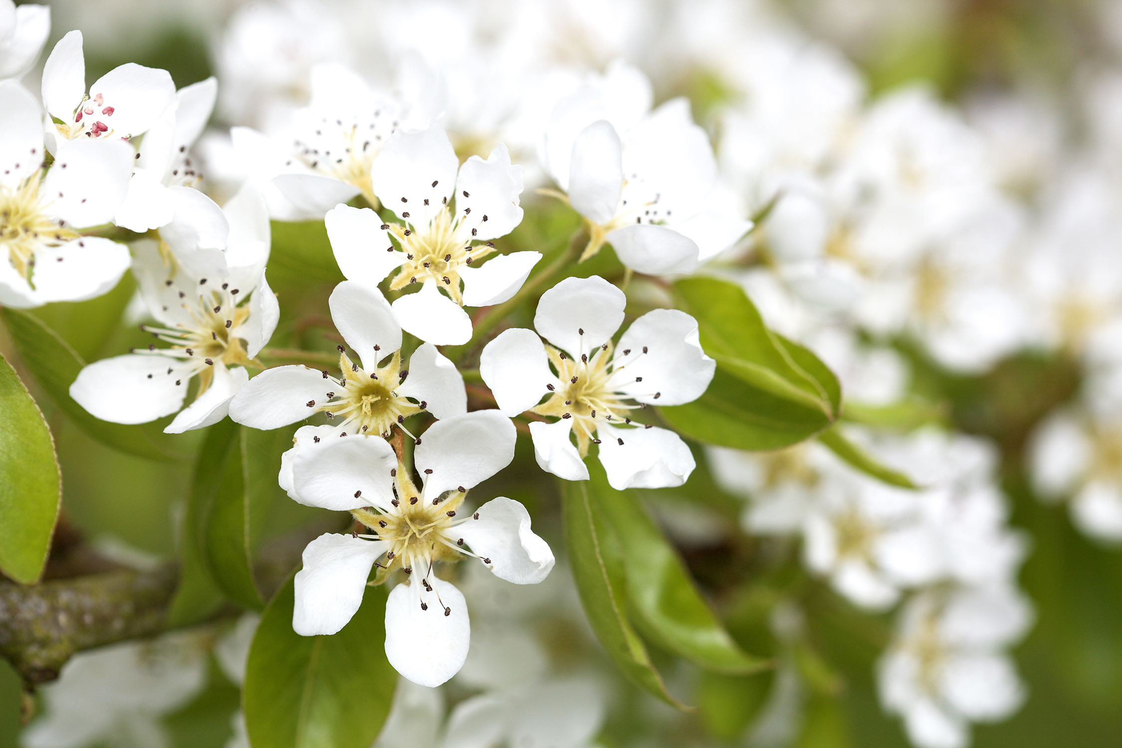 Blossom