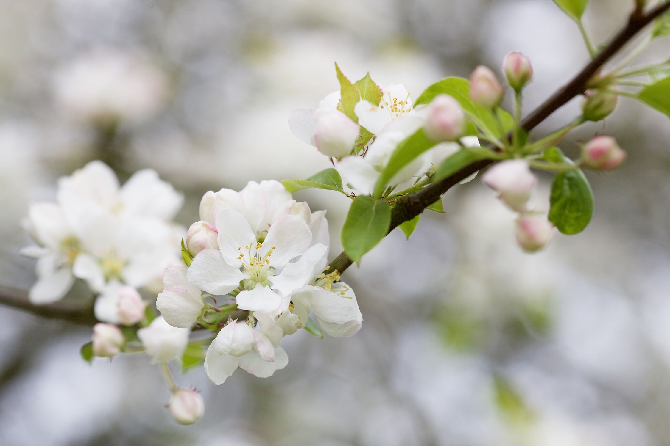 Blossom