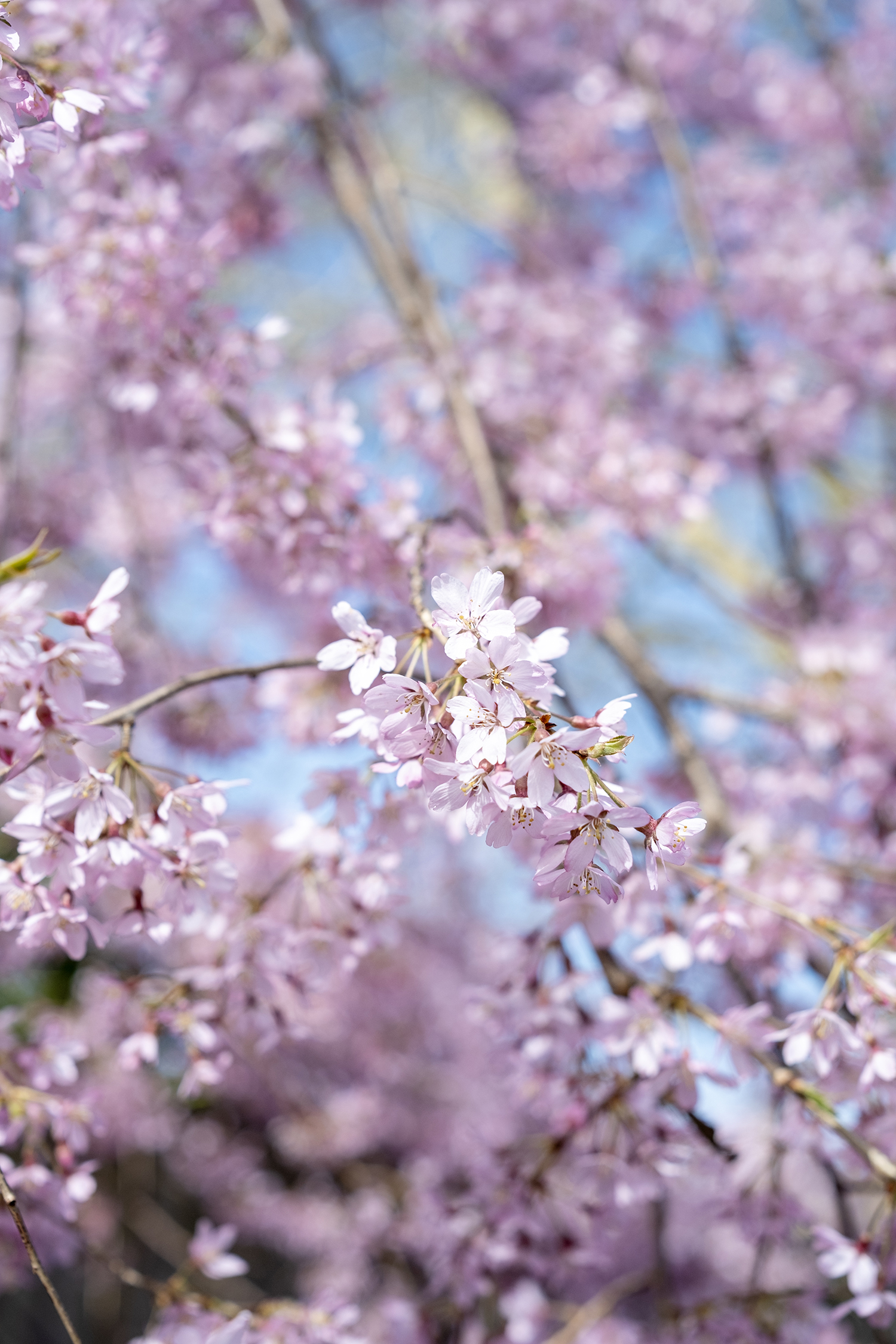 Pink blossom