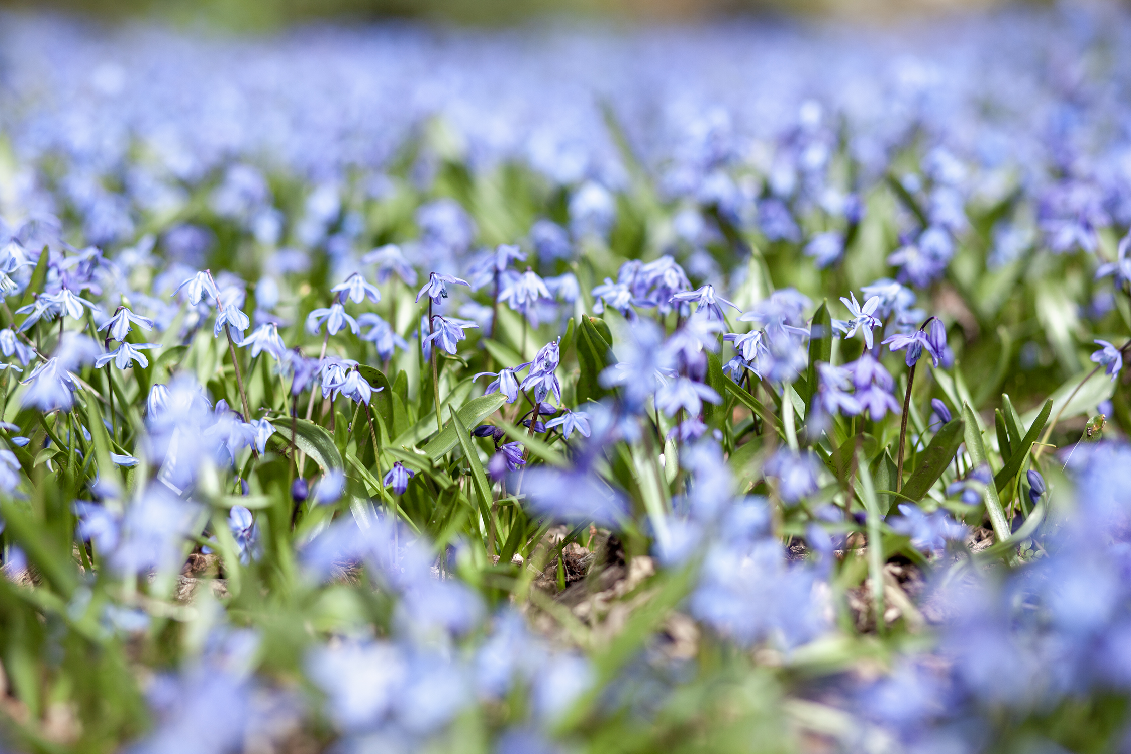 Photo of blue flowers