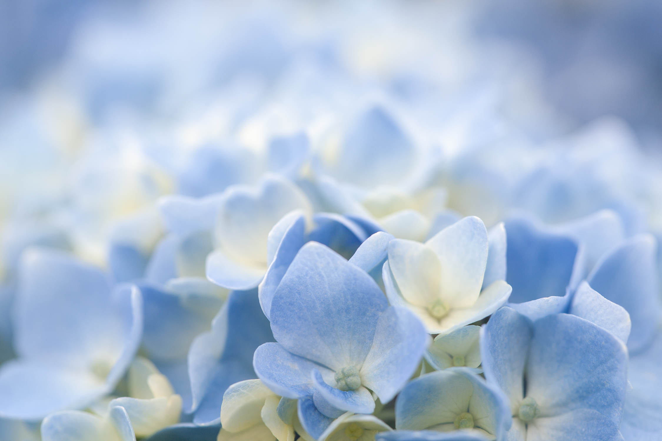 Blue hydrangea