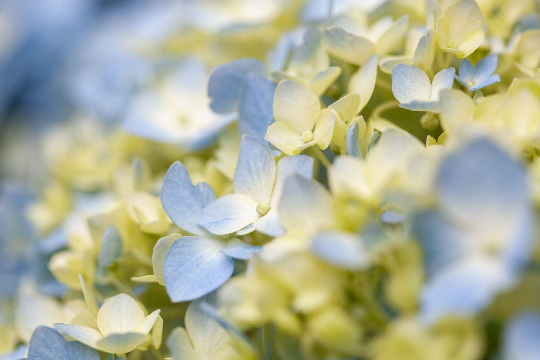 Blue hydrangea