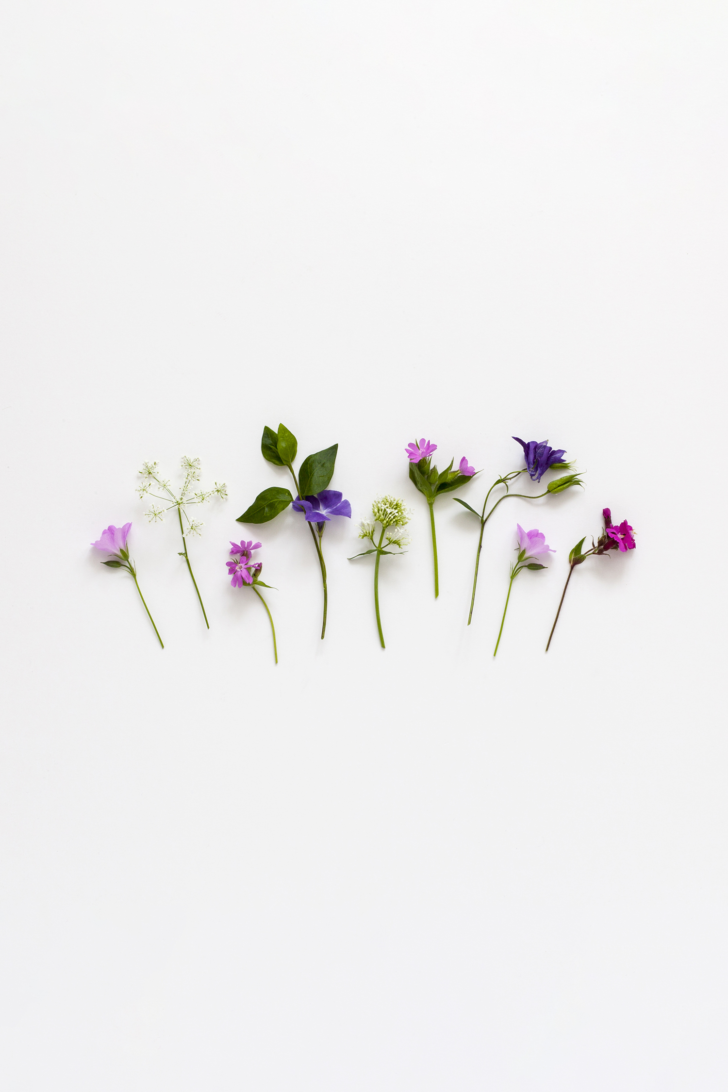 Garden flowers on a white background