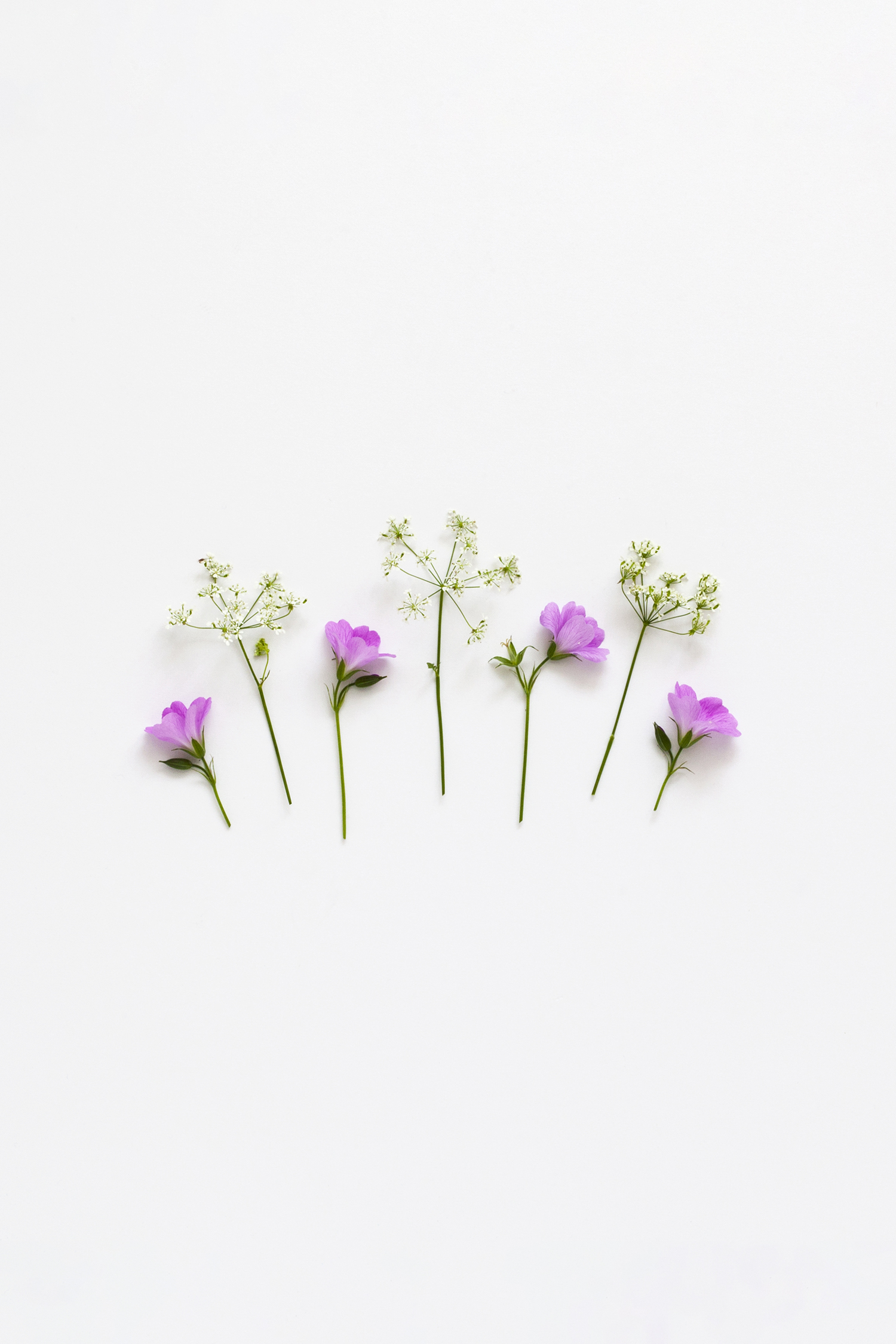 Garden flowers on a white background