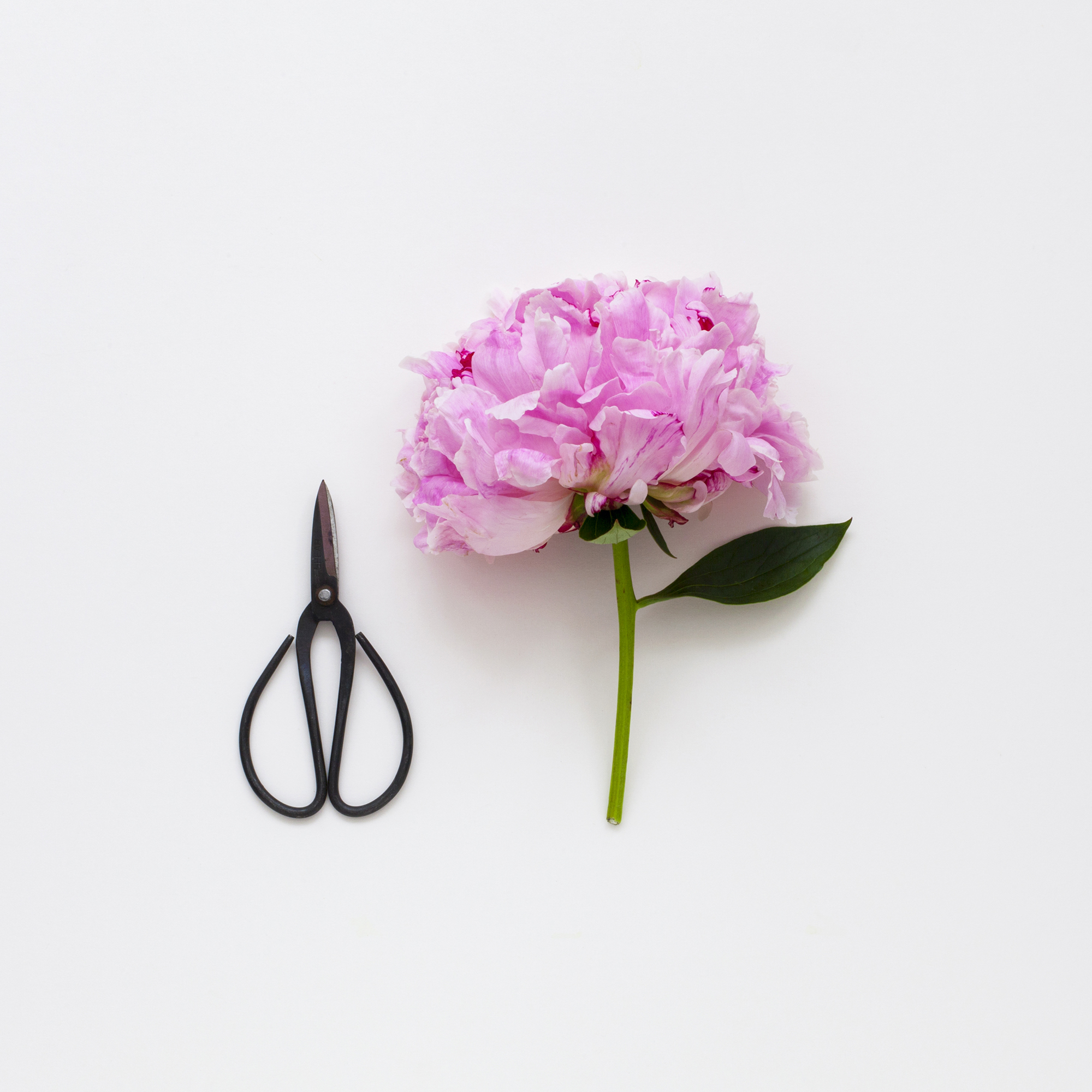 Peony on white background