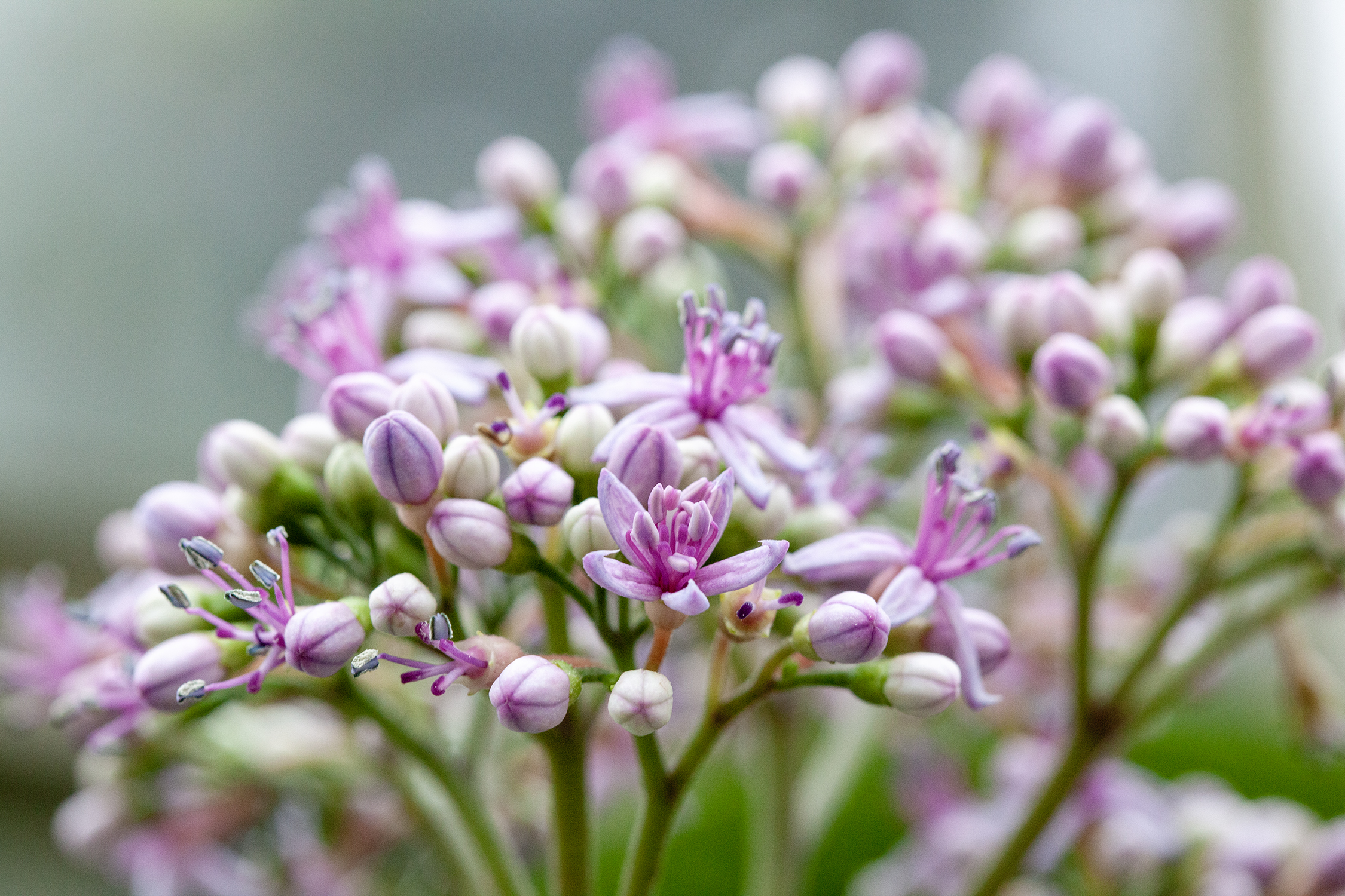Photo of pink flowers