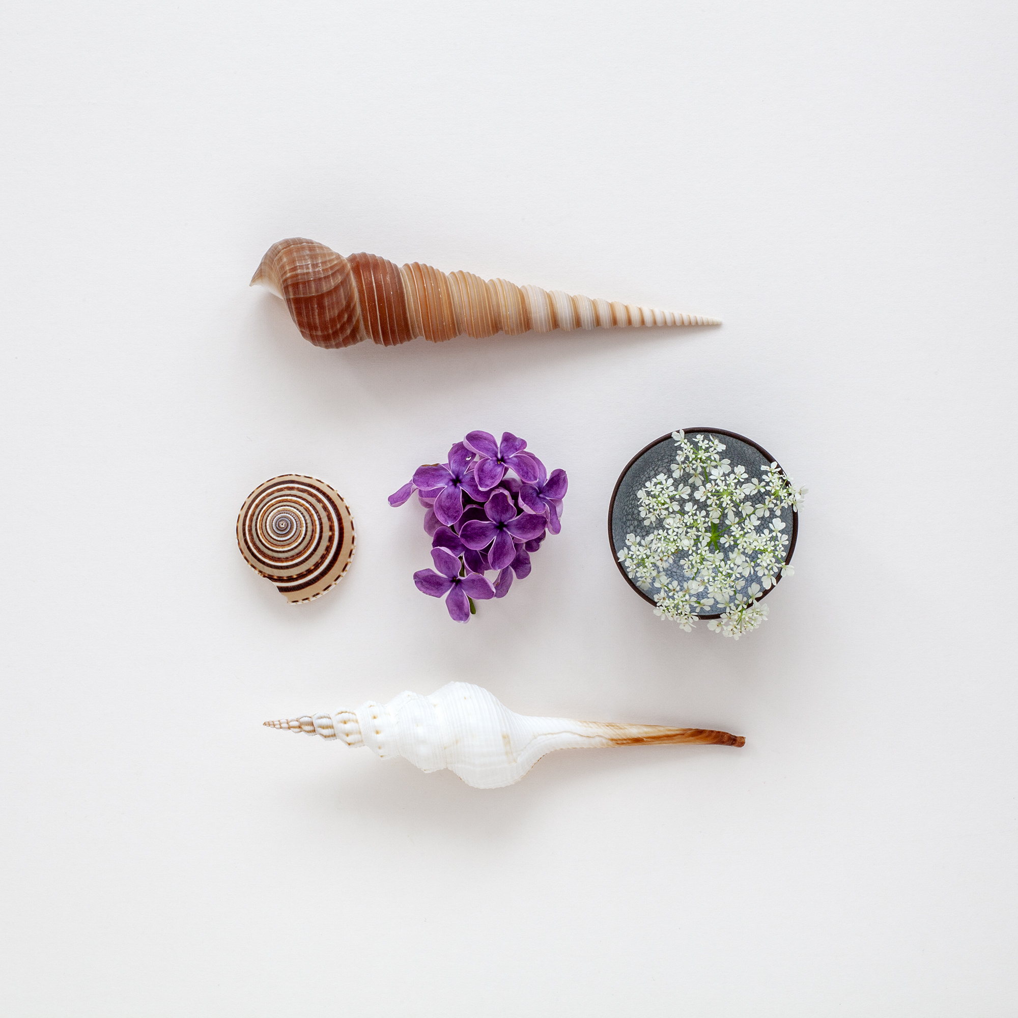 Photo of shells and flowers