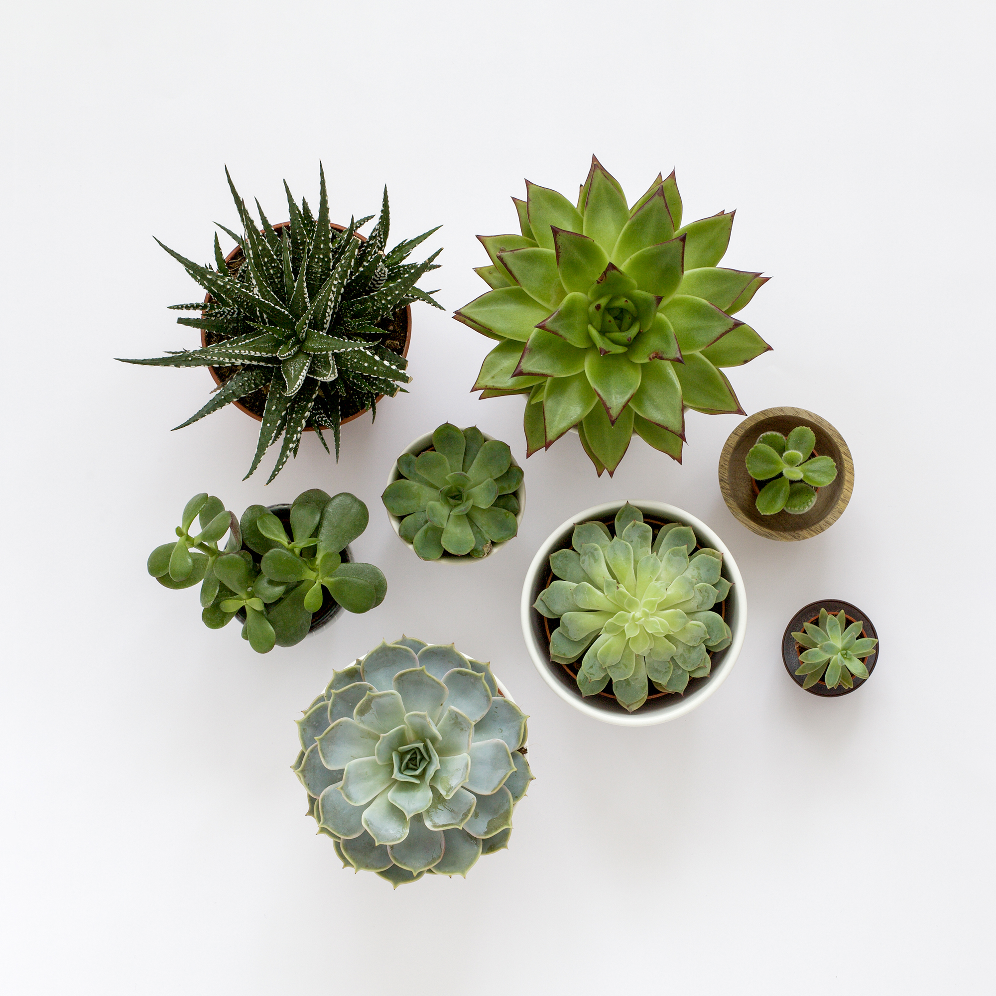 Succulent collection