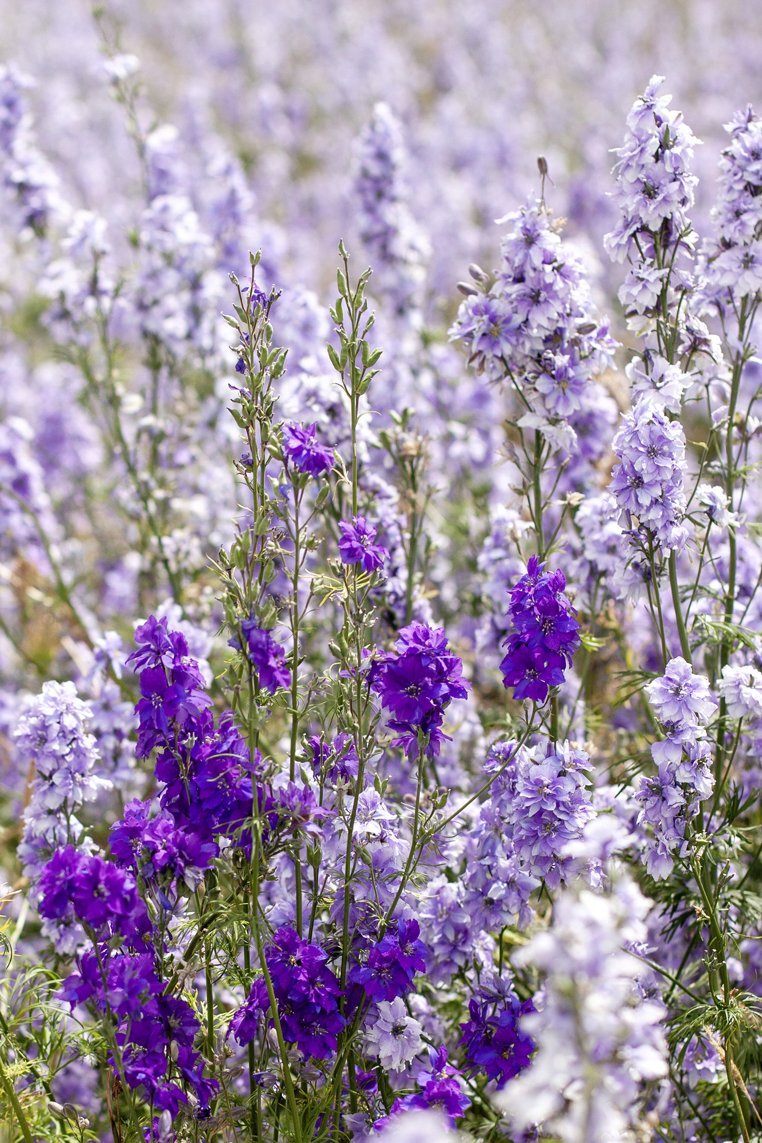 Summer flowers
