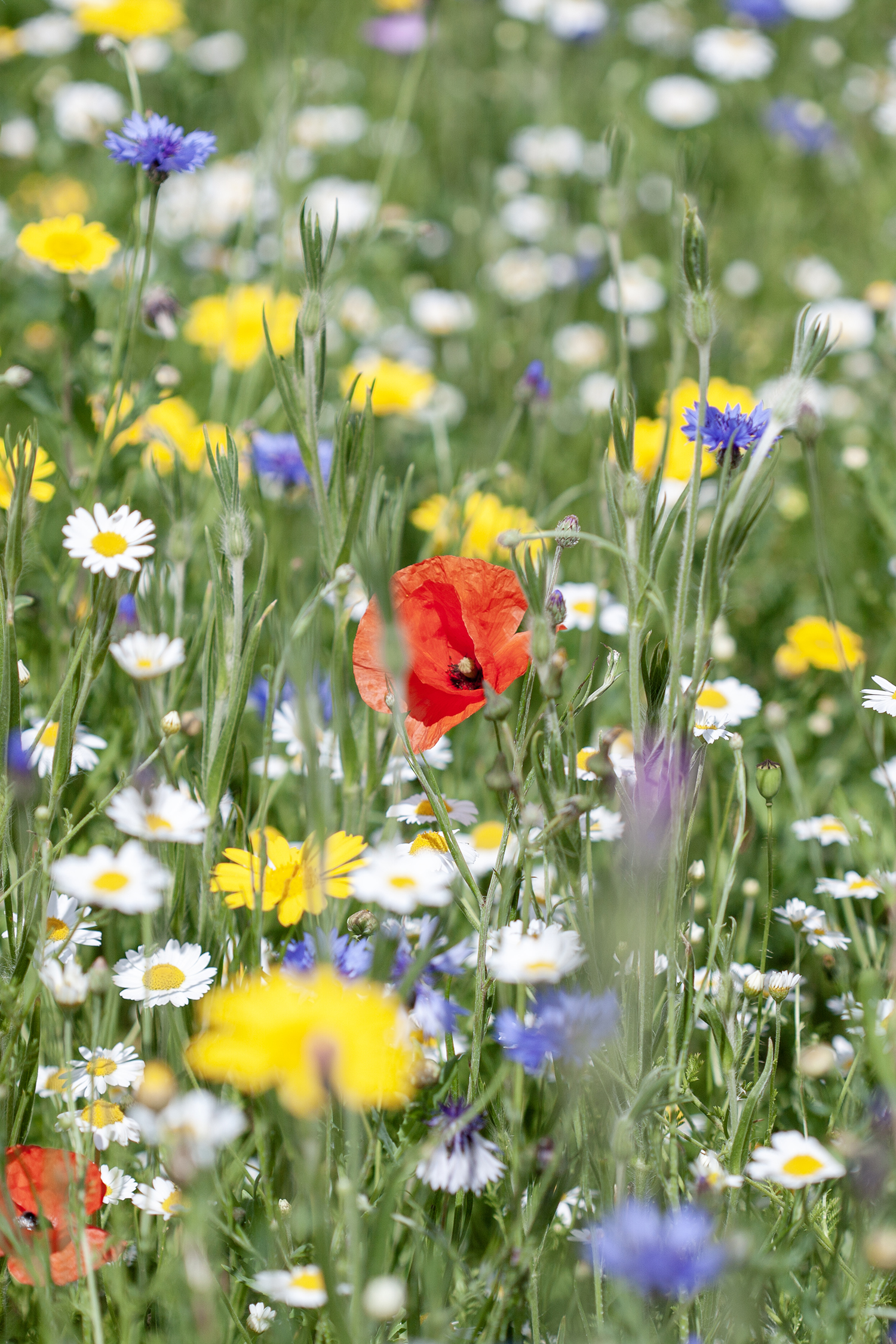 Summer flowers
