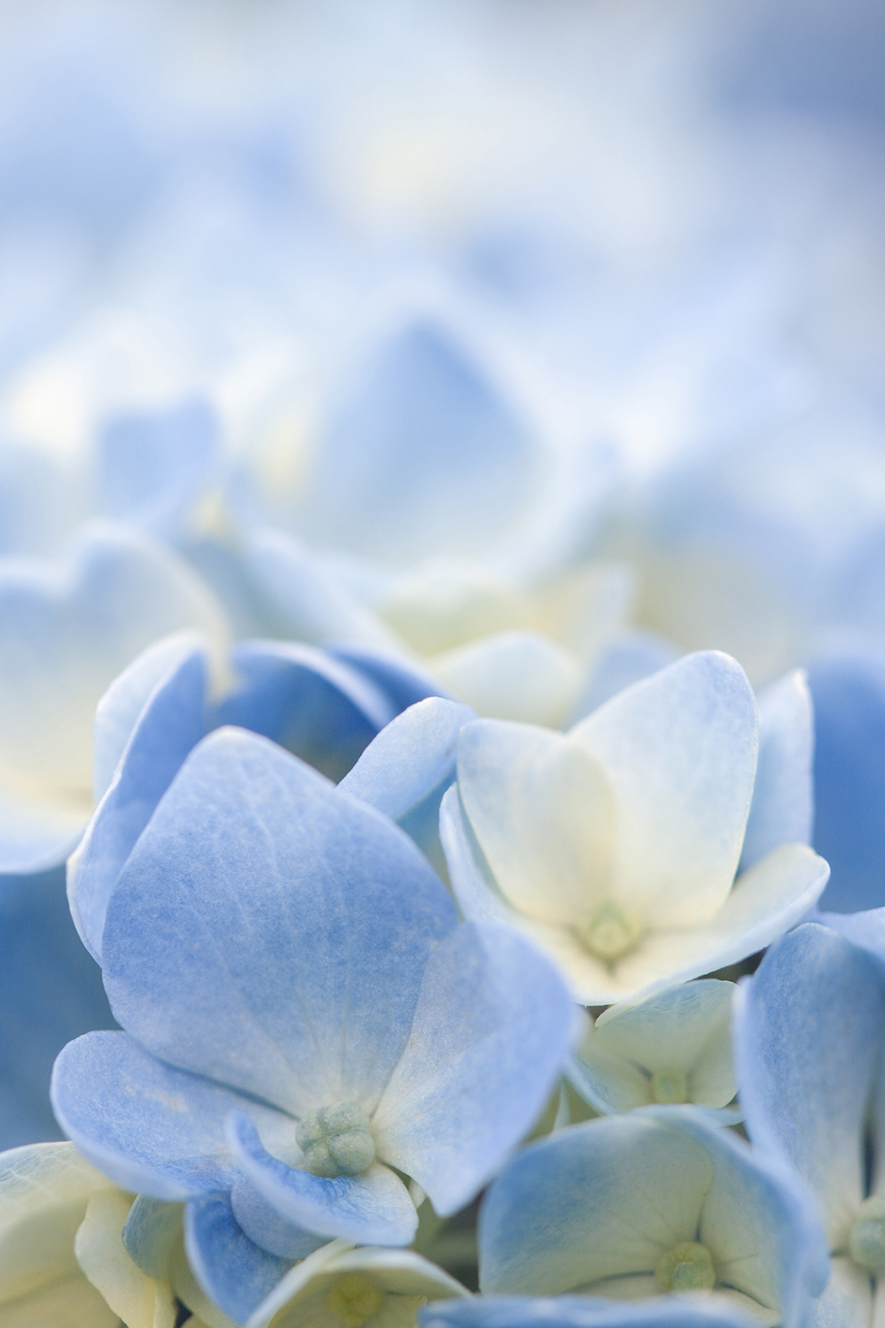 Blue flower © COPYRIGHT Natasha Denness