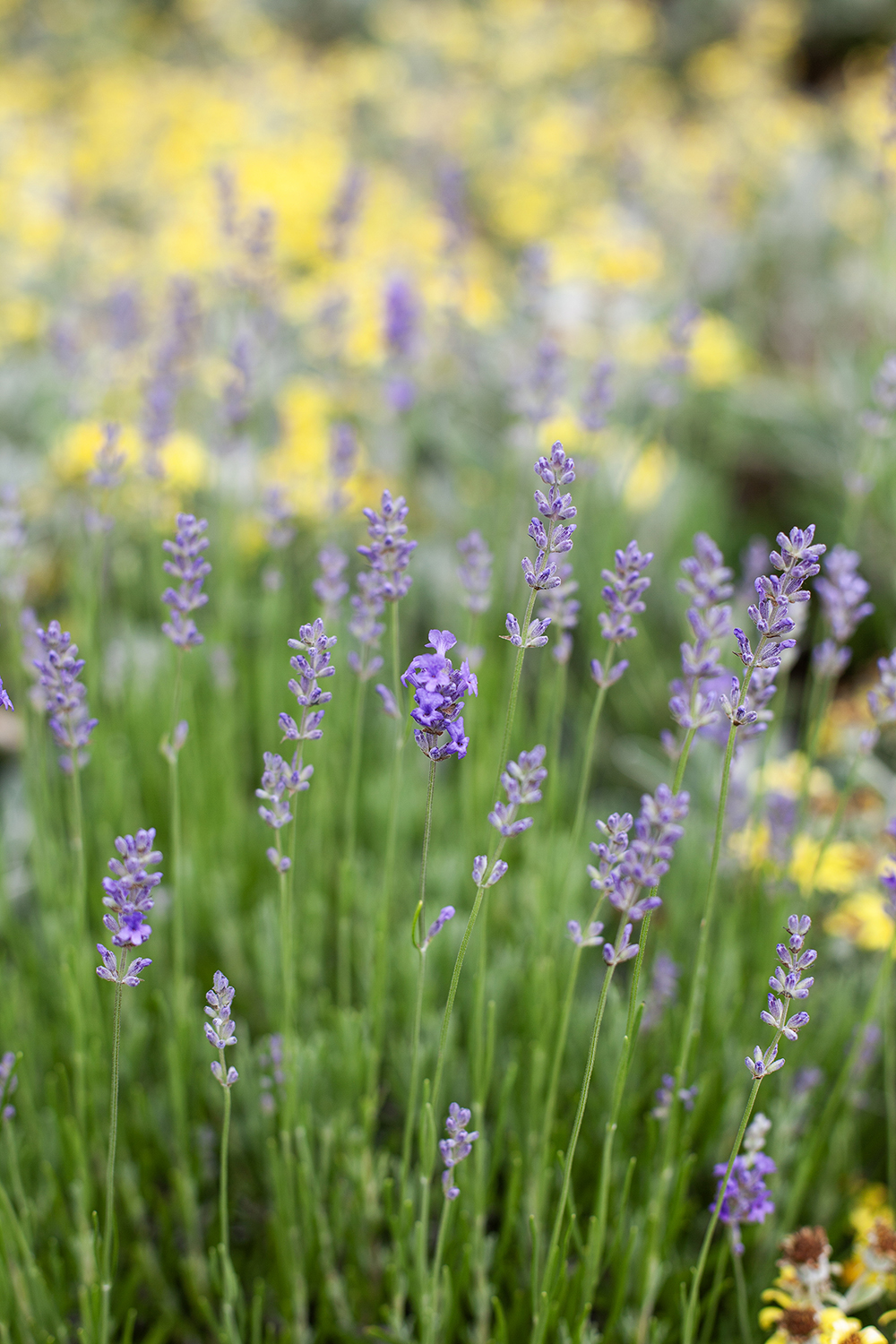 Lavender © COPYRIGHT Natasha Denness