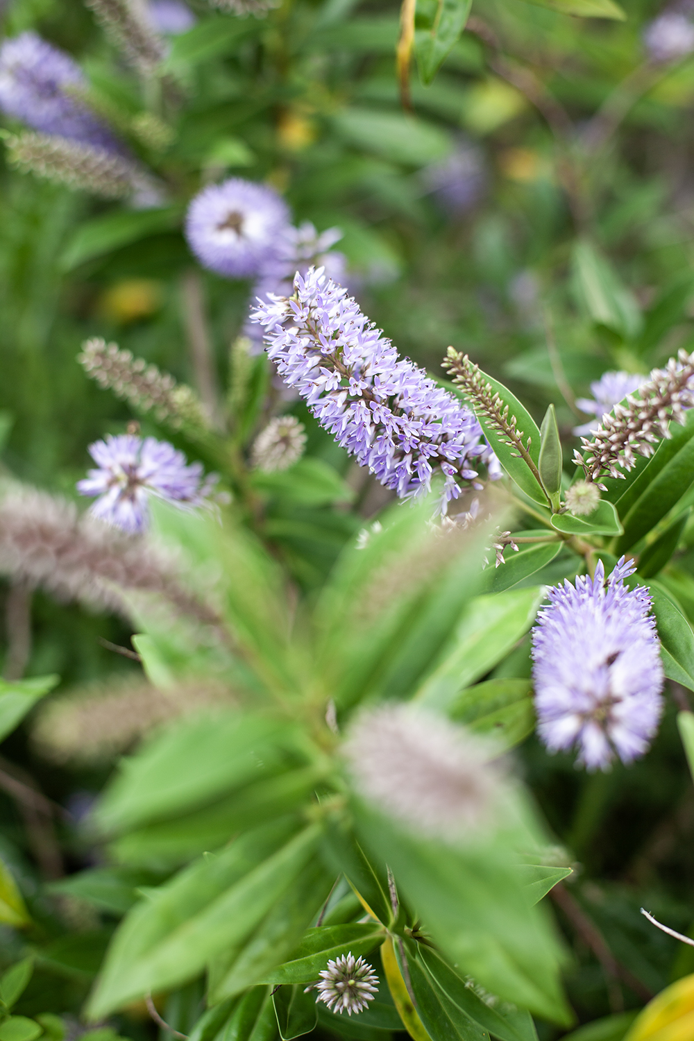 Lilac flowers © COPYRIGHT Natasha Denness