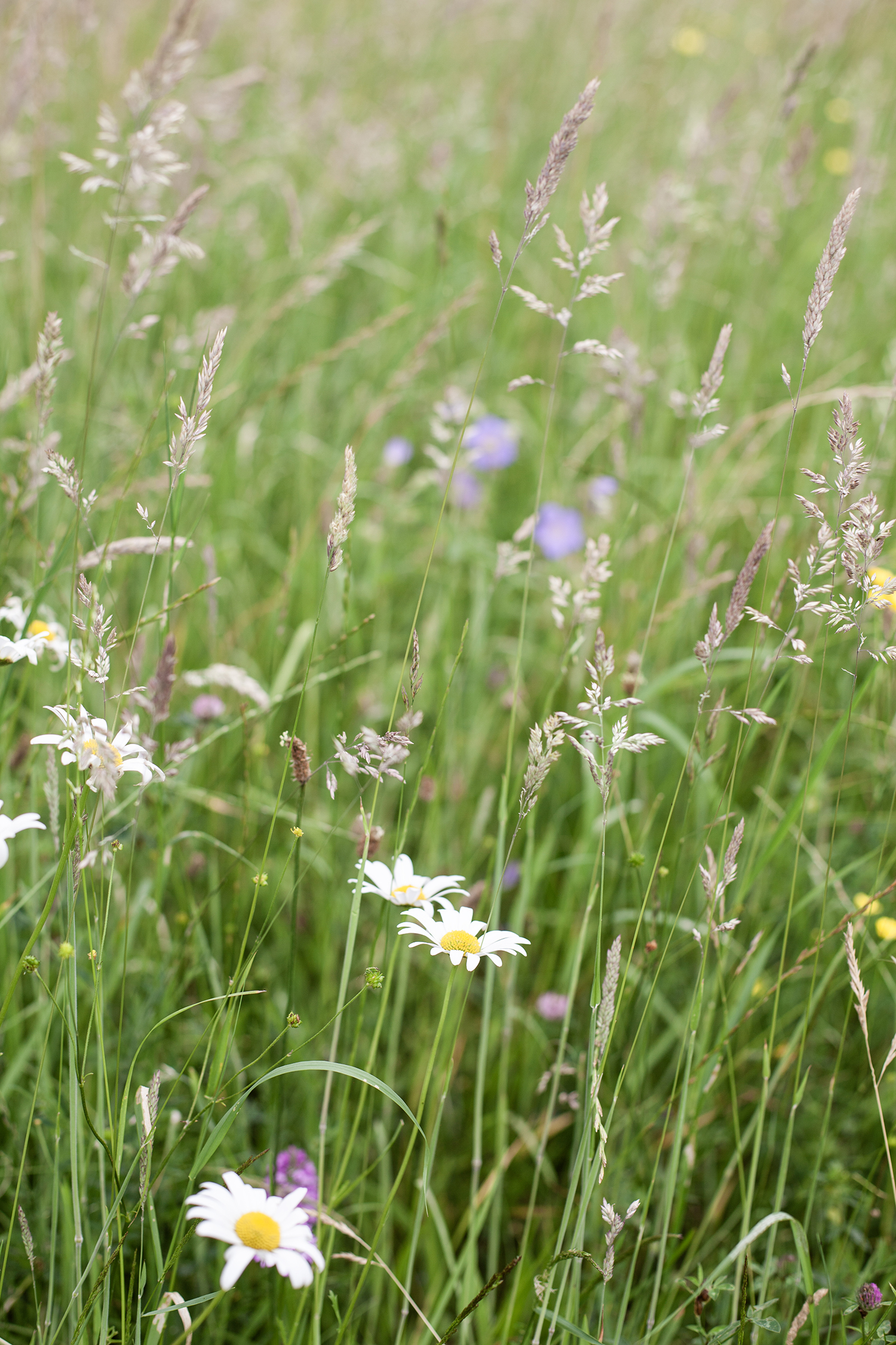 Meadow © COPYRIGHT Natasha Denness Meadow © COPYRIGHT Natasha Denness