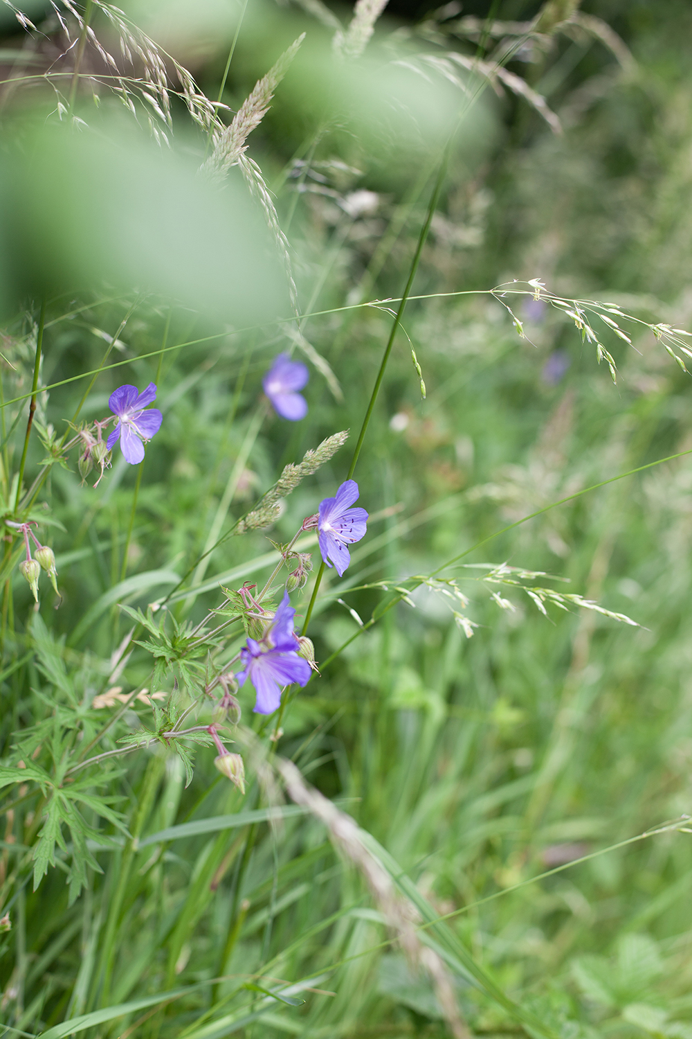 Meadow 3 © COPYRIGHT Natasha Denness