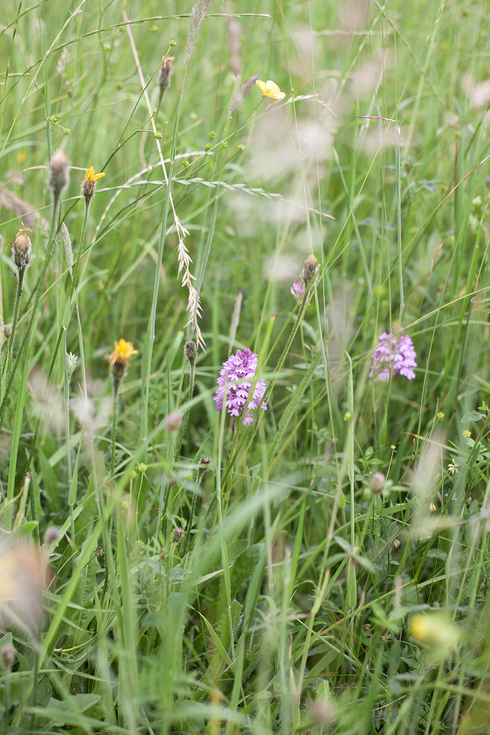 Meadow 4 © COPYRIGHT Natasha Denness