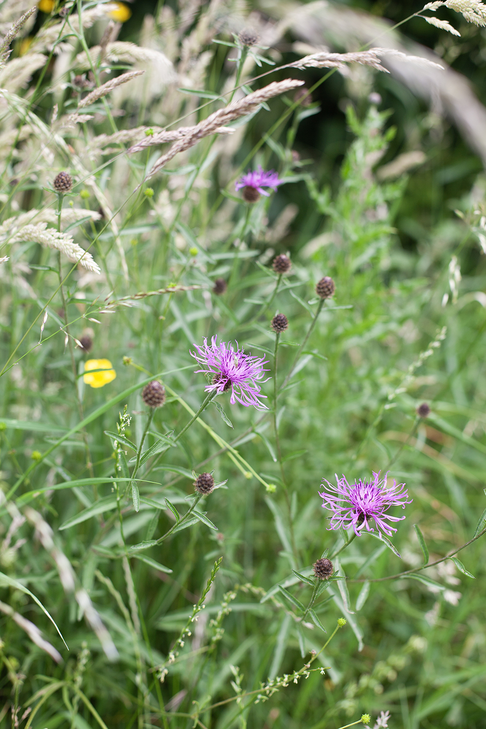 Meadow 6 © COPYRIGHT Natasha Denness