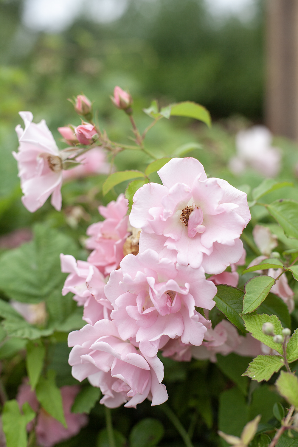 Pink roses detail © COPYRIGHT Natasha Denness