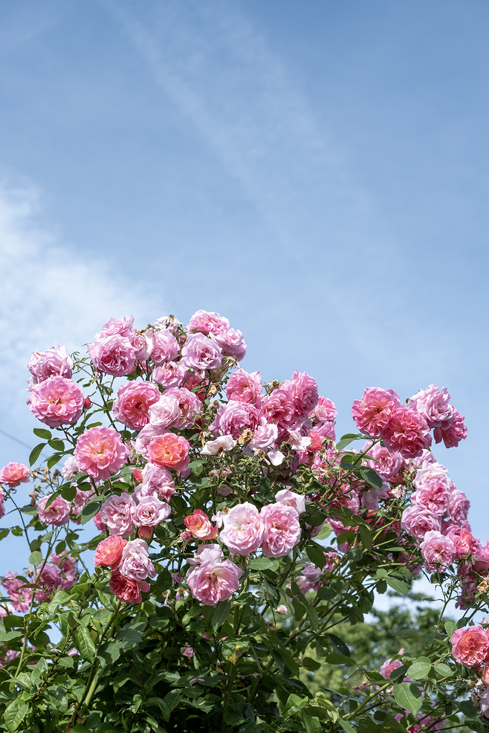 Pink roses © COPYRIGHT Natasha Denness
