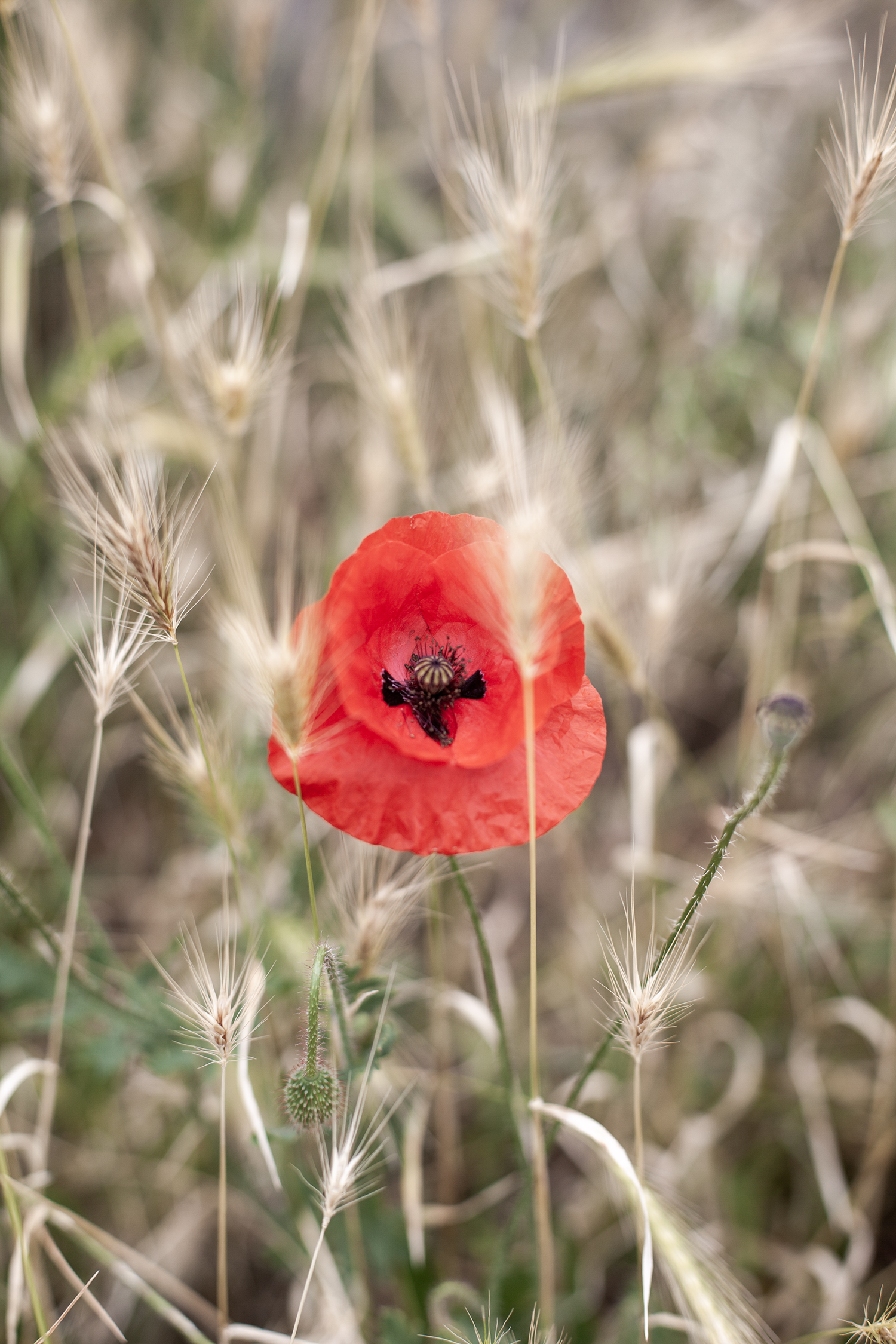 Poppy © COPYRIGHT Natasha Denness